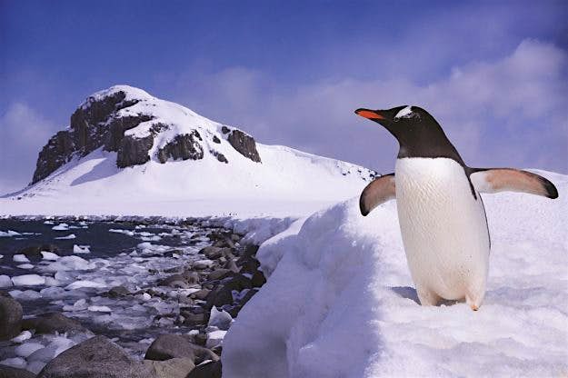Travel News - Penguin at the end of earth in Antarctica Antarctic penguins can be spotted on the excursions.