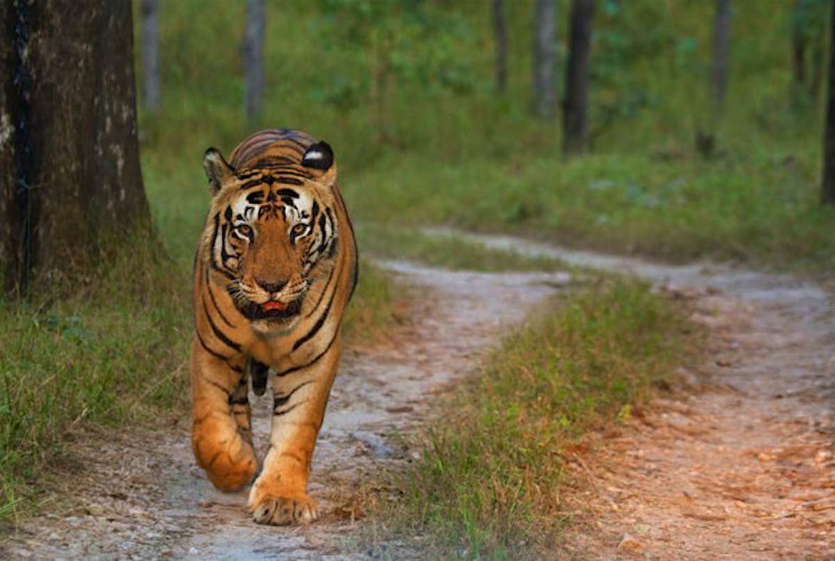 First It Was Urban Leopards In India Now The Tigers Have Moved In