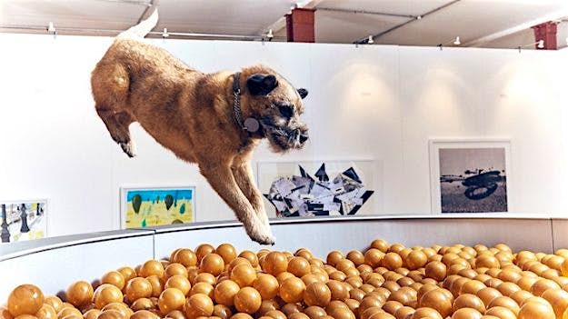 Travel News - dog-art-2 Interactivity was a key part of the art exhibition for dogs.