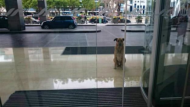 Travel News - Olivia Sievers adopted Rubio and brought him home to Germany. Image: Mascotas Puerto Madero Adopciones Responsables