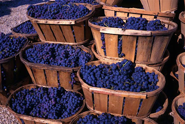 Travel News - grapes Ready to make your own wine in Bordeaux?