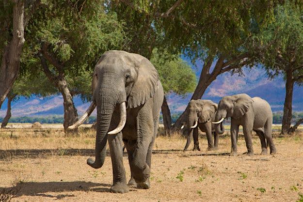 Travel News - Wildlife-at-andBeyond-Matetsi1.jpg Three African Elephant bulls in the Zambezi valley feeding on Ana Tree pods.