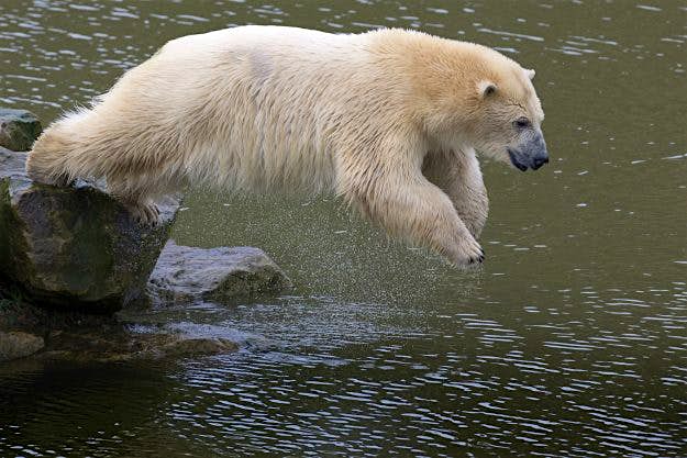 Travel News - 23483764264_f0d88c9174_o A happy bear jumping into the lake at Yorkshire Wildlife Park.