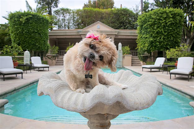 Travel News - cl1_5942_-marnie-pool-1 Marnie the dog stays an an incredible Beverly Hills home.