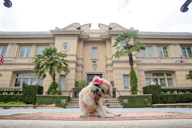 Travel News - cl1_5989-x2-marnie-house-2 Marnie the dog stays an an incredible Beverly Hills home.