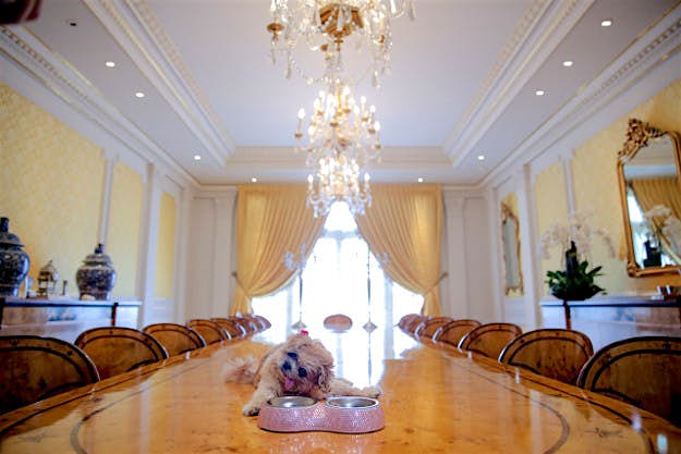 Travel News - cl1_6391-x2-table-2 Marnie the dog stays an an incredible Beverly Hills home.