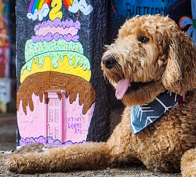 Travel News - Door1PhotoCred@indythegoldendoodle Indy the golden doodle checks out a tiny door.