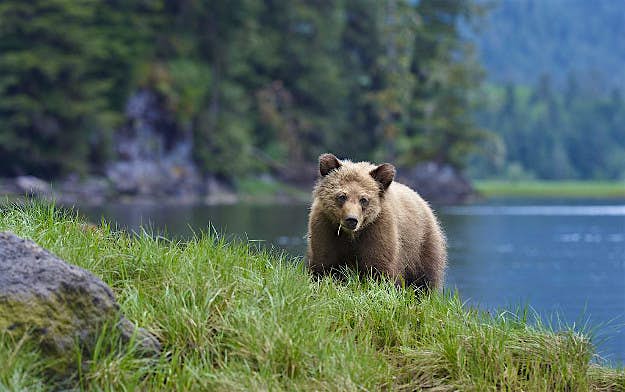 Travel News - gettyimages-170493815 Young grizzly bear (ursidae ursus arctos) on grassy shoreline along estuary channel, Khutzeymateen Inlet of the Great Bear Rainforest, British Columbia, Canada.
