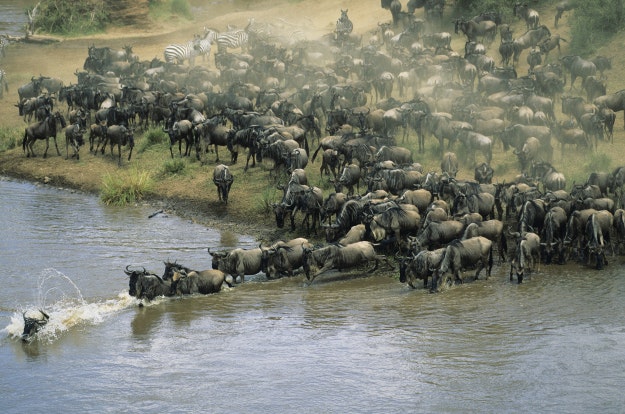 Herd of migrating wildebeest crossing a river in Masai Mara National Reserve, Kenya. 