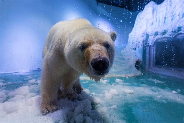 Travel News - The Only Polar Bear In Guangzhou Pizza the polar bear at the aquarium in Grandview shopping mall in Guangzhou, China.