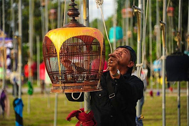 Travel News - THAILAND-CULTURE-ANIMALS A man hoists a cage with a zebra dove during the bird-singing contest.