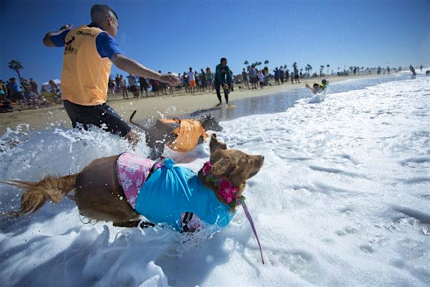 Travel News - Hounds Hang Ten At Annual Dog Surfing Competition Surfing Dog