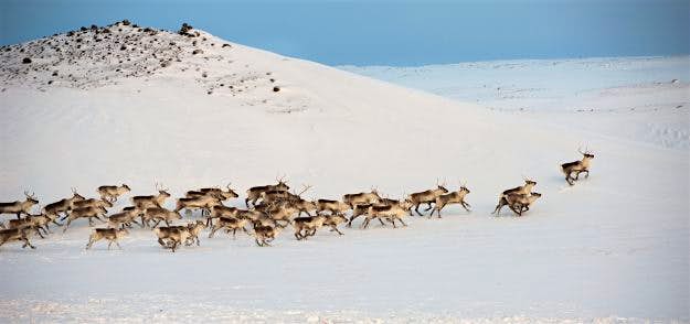 Travel News - Herd of wild reindeers in the snow in Iceland. Image: Abe/Getty Images