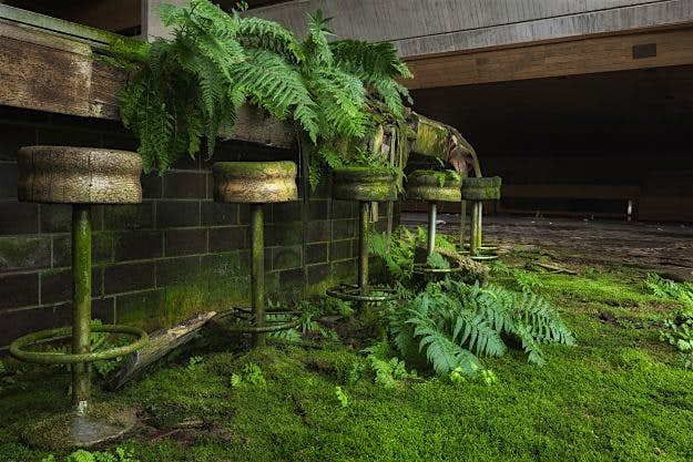 Travel News - one-fern-for-the-road-please One More Fern the Road Please.