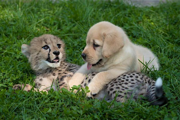 Travel News - puppycheetah2 Cullen and Emmett at play.