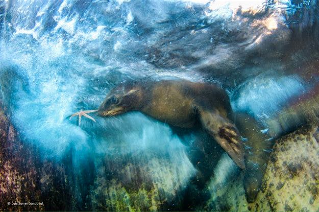 Travel News - © Luis Javier Sandoval_Wildlife Photographer of the Year_ Impressions winner Star Player, winner of the Impressions category.