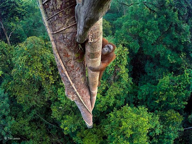 Travel News - tim-laman_wildlife-photographer-of-the-year_-grand-title-winner Entwined Lives, Winner of the Wildlife Photographer of the Year Competition.