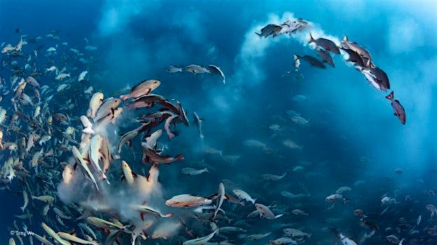 Travel News - tony-wu_wildlife-photographer-of-the-year_-under-water-winner "Snapper Party", winner of the Underwater category.