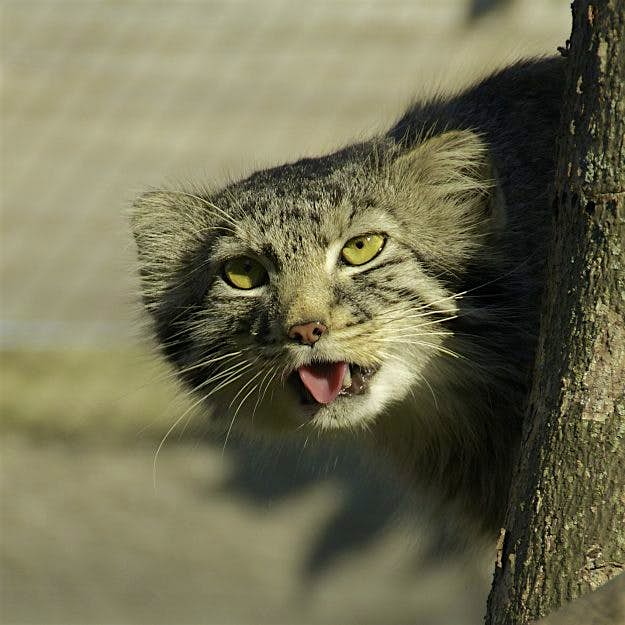 Travel News - 6867786987_ff766d76e4_o The cats have become popular on the internet due to their cute look and the peculiar faces that they pull.