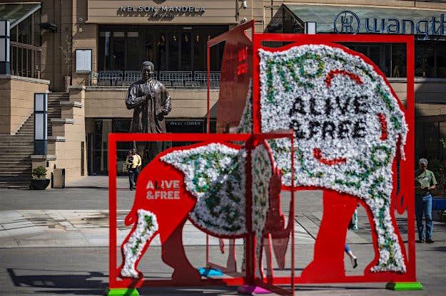 Travel News - CITIES An installation showing a rhino and an elephant is seen in Mandela Square as part of the CITES convention in Johannesburg
