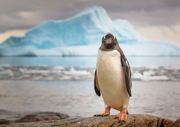 Gentoo penguin in Antarctica. 