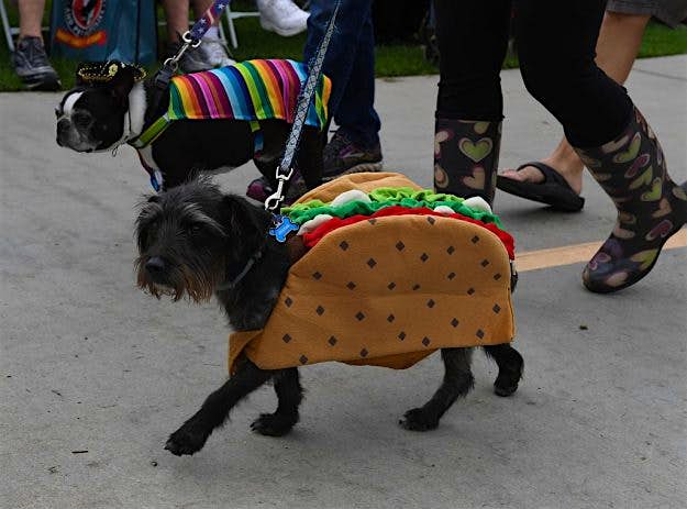 Travel News - US-HALLOWEEN-ANIMAL-PETS The parade, claims to be the largest Halloween dog event in the world.
