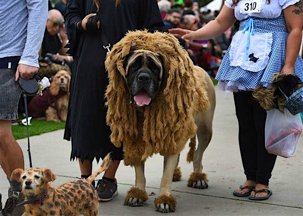 Travel News - US-HALLOWEEN-ANIMAL-PETS Dogs dressed in Halloween costumes during the annual Haute Dog Howl'oween parade.