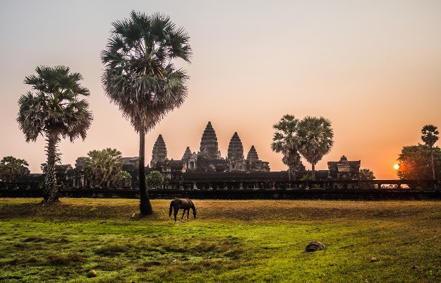 Horse grazing on field against Angkor Wat during sunrise. 