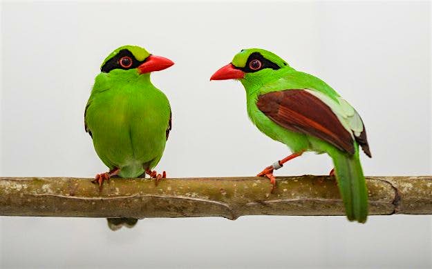 Travel News - javan-green-magpies-at-chester-zoo The birds are one are the world’s most endangered species