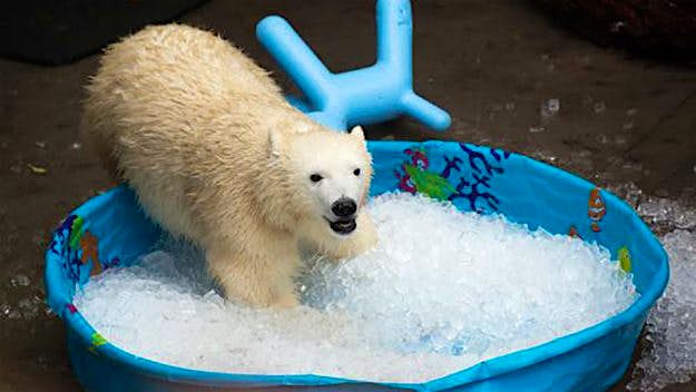 Travel News - PolarBearInIce-970x546 polar bear ice pool