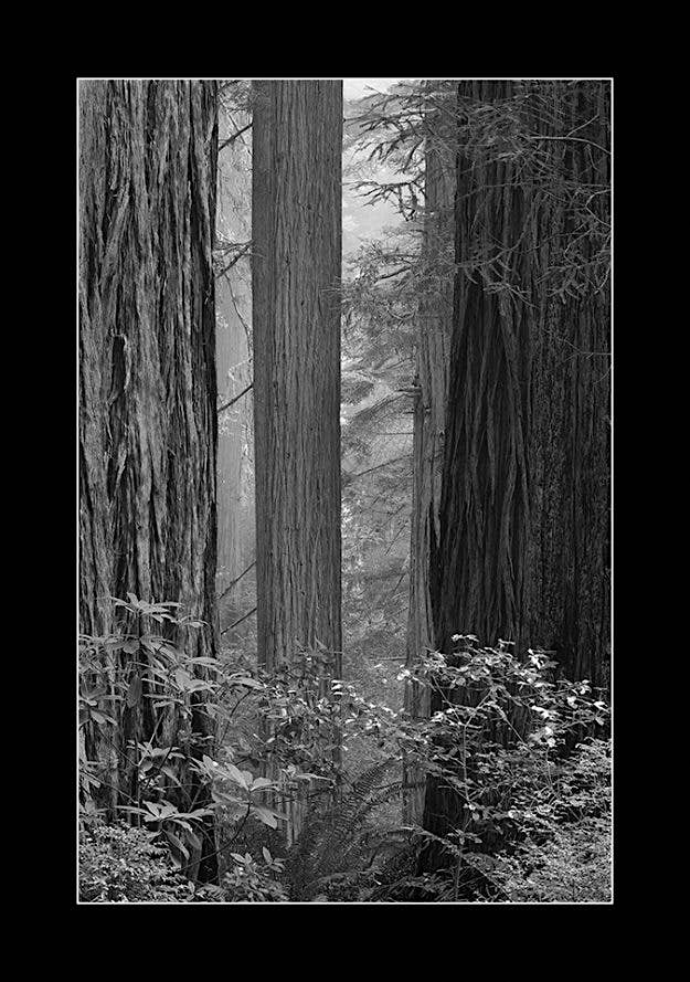 Travel News - redwood_np_redwood-grove Redwood Grove