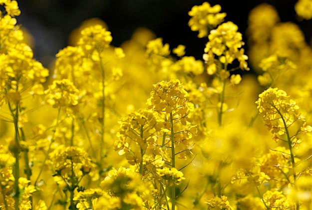 Travel News - rapeseed-flowers Renewable fuels for aviation are produced from oilseed crops like these rapeseed flowers.