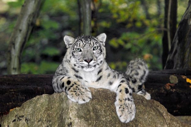 Snow leopard, Uncia uncia, at rest on a boulder.