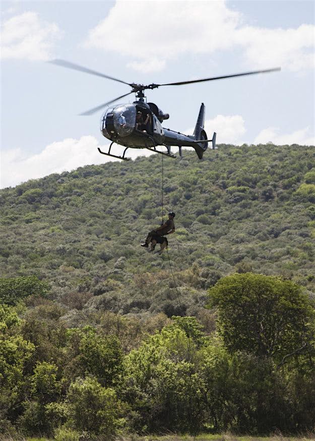 Travel News - southafricadogs3 southafricadogs3