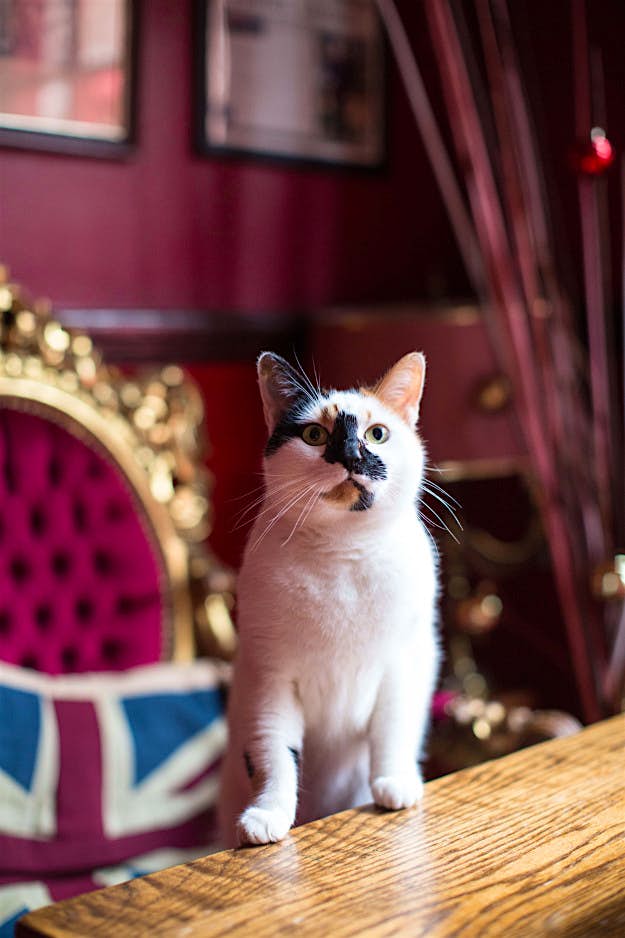 Travel News - duchess_hamilton Nobody knows where she came from but according to the landlord Steve she just turned up one day and has never left. Now she rules the place from her Union Jack cushioned throne. Duke of Hamilton, 23–25 New End, Hampstead NW3