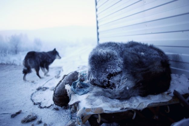 Dog sleeping in the carpark of Cafe Cuba, a petrol stop on the road between Yakutsk and Oymyakon.