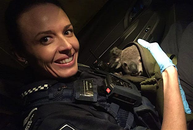 Travel News - KoalaGettyImages-621641272 A policewoman holds a baby koala tucked inside a handbag in Australia's Queensland, Nov. 6, 2016.