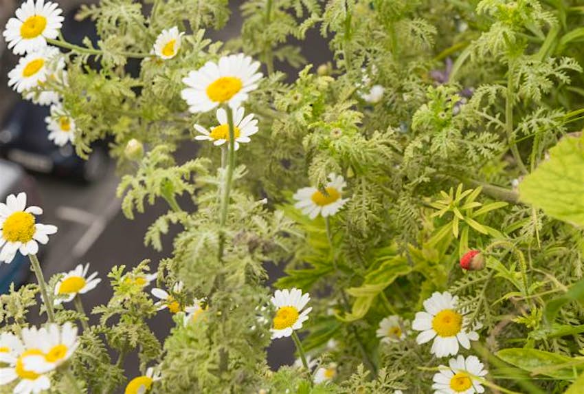 Travel News - living-wall-lite-strawberry-cropped The “Living Wall Lite” is a strawberry, grass and flower-covered wall' attached to the scaffolding on a former church in London. Image: Arup