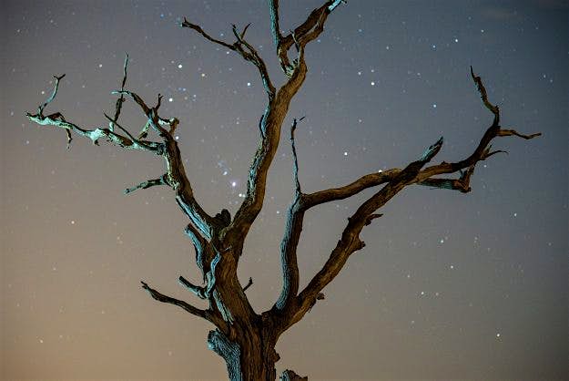 Travel News - sony_nightsky_005 A stunning scene of a tree against the starry sky.
