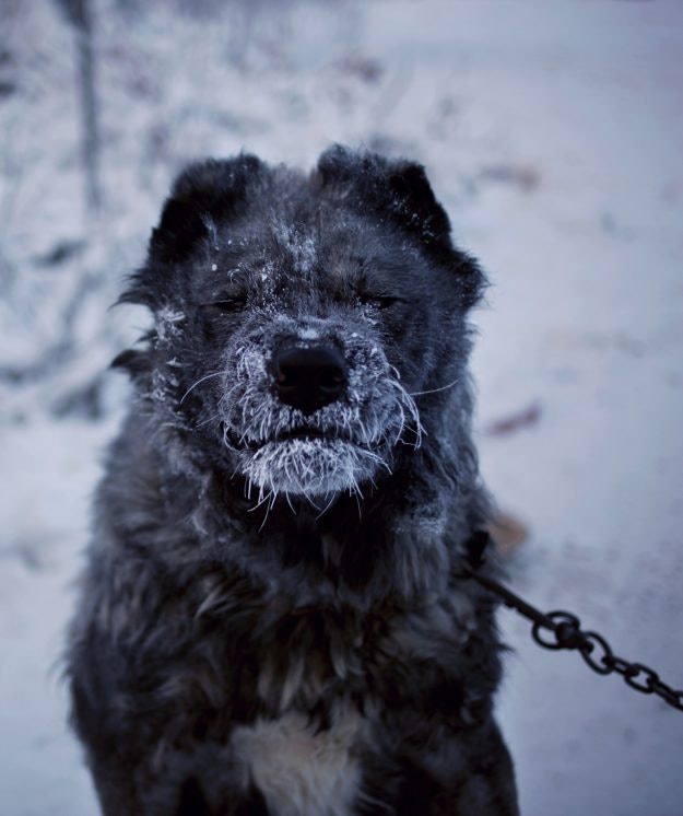 A guard dog braves the weather in the suburbs.