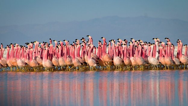 The Andean flamingo in San Pedro de Atacama, Chile, as featured in Planet Earth II. Image: BBC