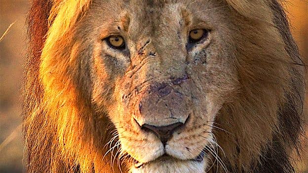 Travel News - bbc.co.uk mediacentre mediapacks planet-earth-ii 624 (11) A Swamp lion in Okavango Delta, Botswana, as featured in Planet Earth II. Image: BBC