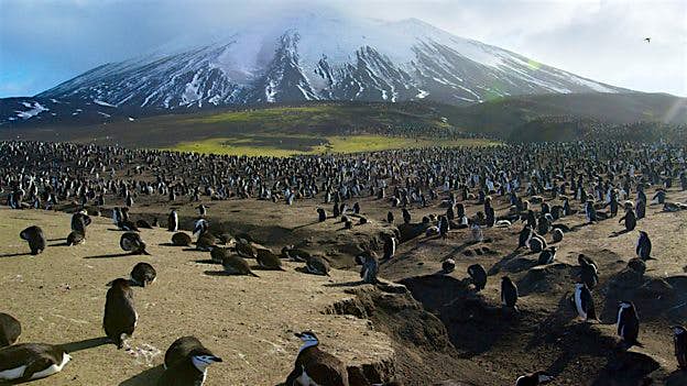 Travel News - bbc.co.uk mediacentre mediapacks planet-earth-ii 624 (5) Chinstrap penguins on Zavodovski Island, as featured in Planet Earth II. Image: BBC