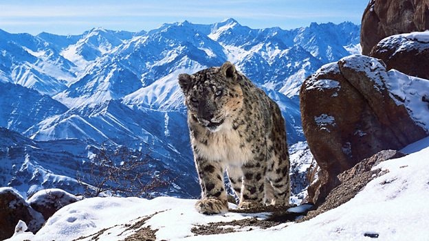 Snow leopards on the Himalayas as featured in Planet Earth II