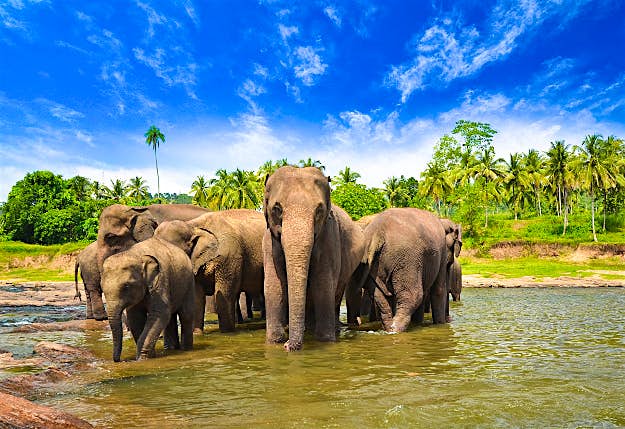 Travel News - shutterstock_138743339 Elephants in Sri Lanka.