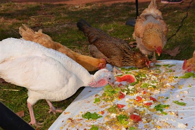 Travel News - turkey2 The turkeys and their friends celebrate Thanksgiving.