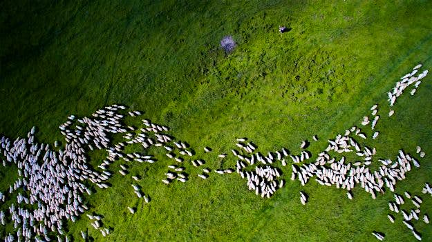Travel News - 2nd-prize-winner-category-nature_wildife-swarm-by-szabolcs-ignacz Drone Photography