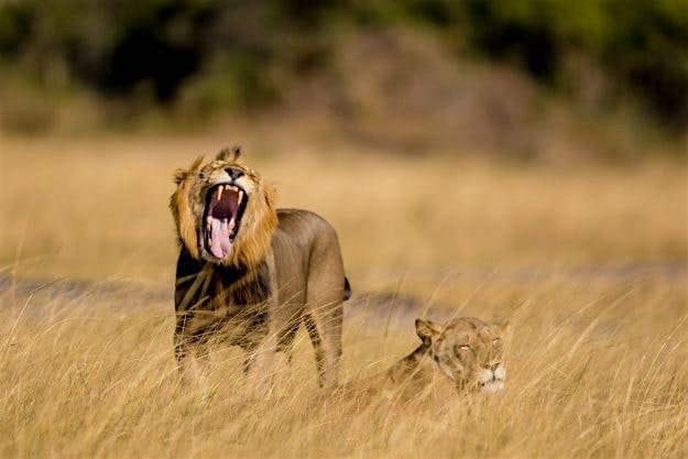 Travel News - 5-akagera-national-park Lions were reintroduced to the park in 2015, 20 years after they were named extinct in Rwanda.