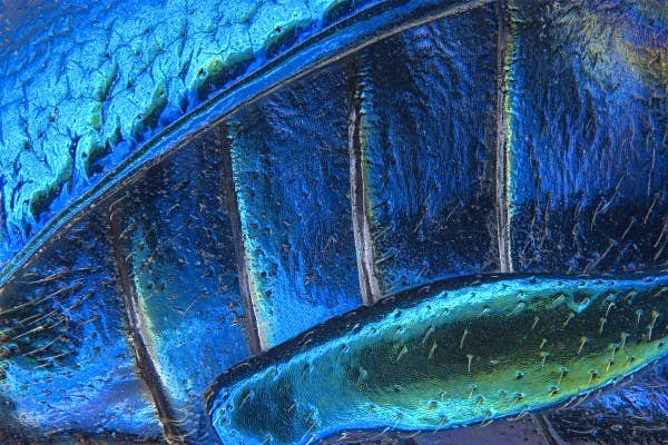 Travel News - abdominal-segment-and-hind-leg-of-a-broad-shouldered-leaf-beetle 18th place