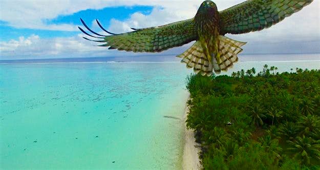 Travel News - bird-attack-in-french-polynesia-by-actua-drone Drone Photography